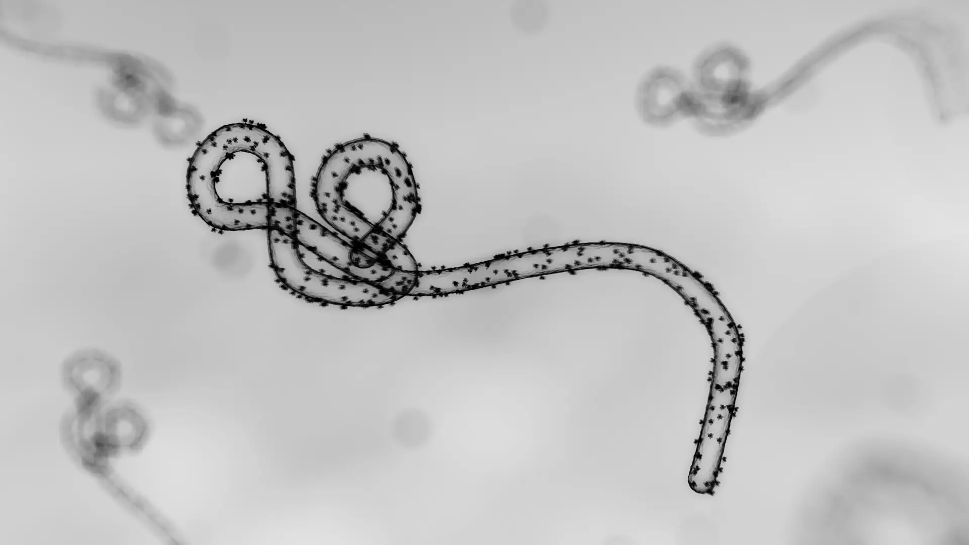 Grayscale micrograph of a long, filamentous virus with evenly spaced knobs, coiled in the foreground.